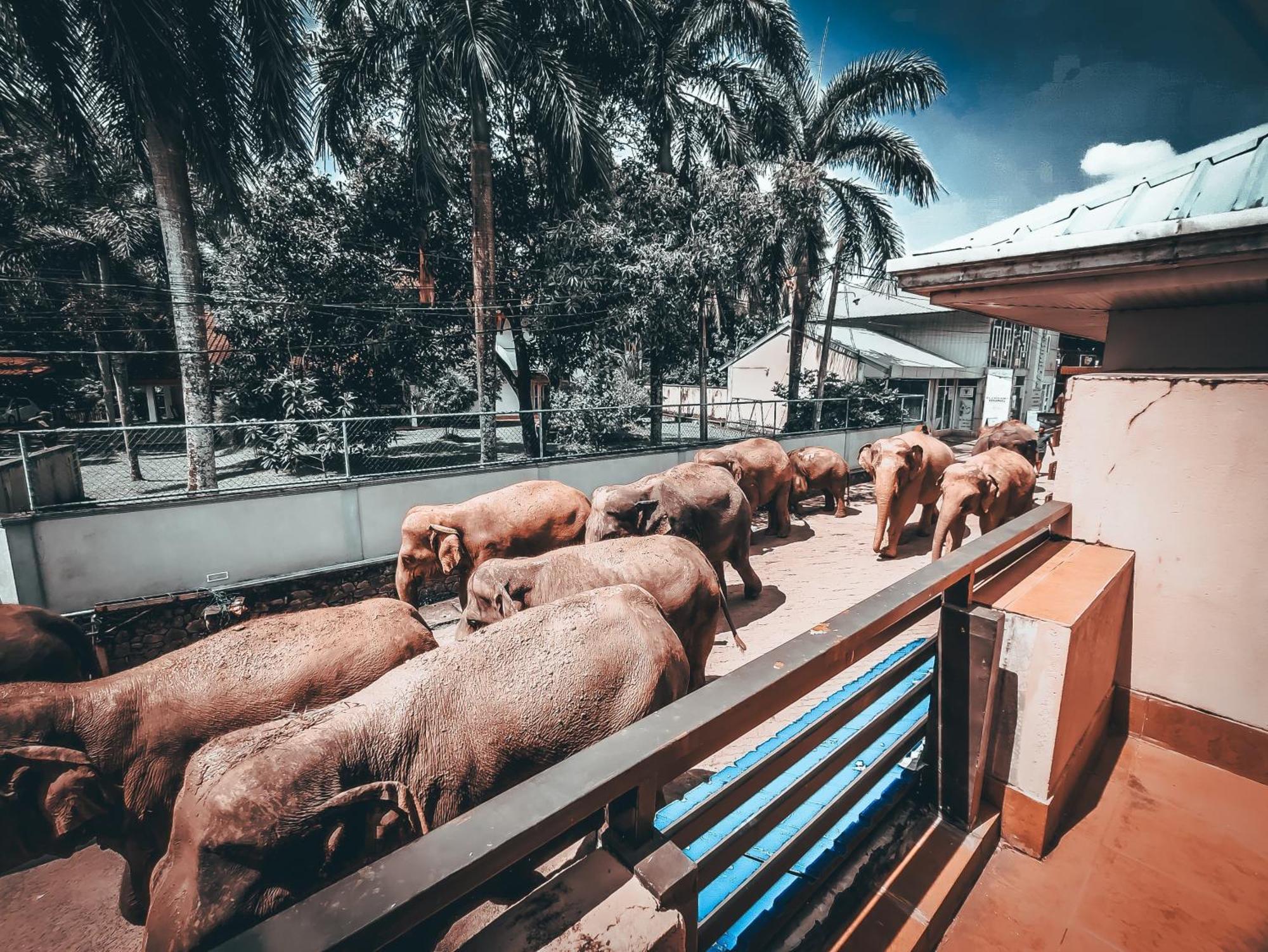 Hotel Elephant Park - New Deal! Half Off Airport Pickups Available Пинавала Екстериор снимка